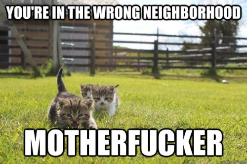 wrong-neighborhood-cats
